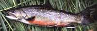 A trout from one of the streams near McGregor, Iowa.